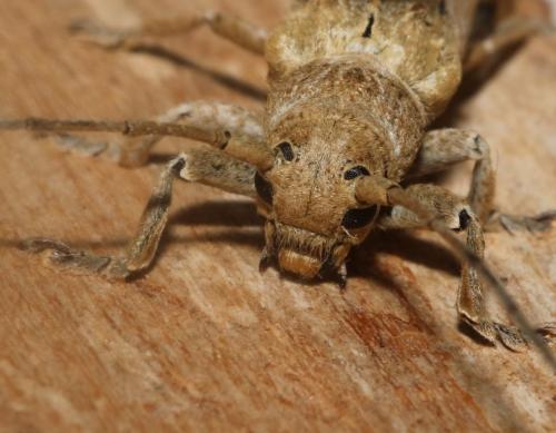 Niphona furcata