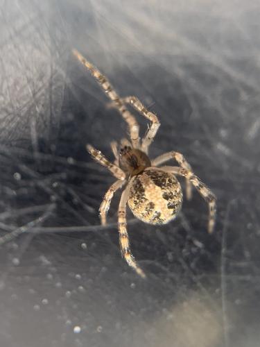Réf. 322 077 : Theridion sp.