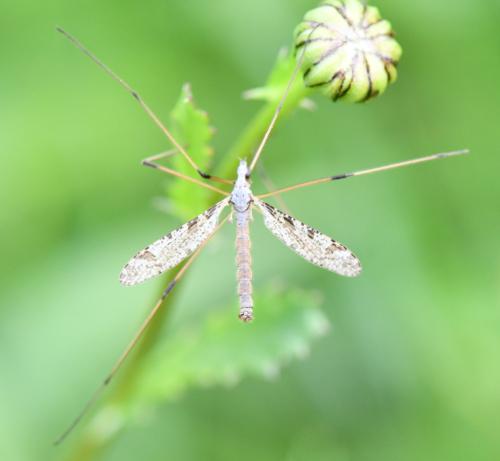 Limnophila pictipennis