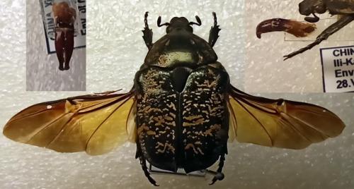 Liocola brevitarsis