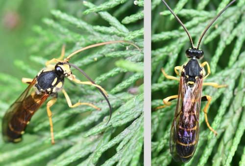 Metopius dentatus