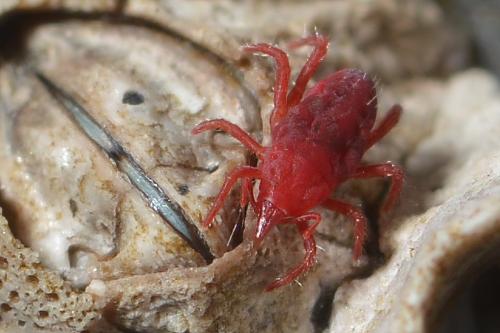 Réf. 322 094 : Neomolgus littoralis