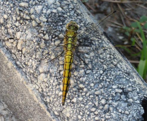 Réf. 322 036 : Orthetrum cancellatum