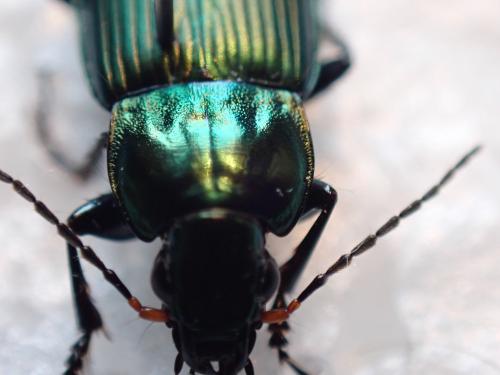 Réf. 322 600 : Poecilus cupreus