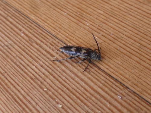 Semanotus undatus