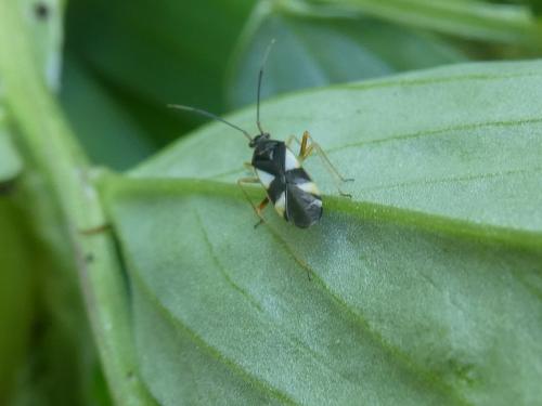 Dryophilocoris flavoquadrimaculatus