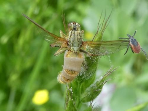 Scathophaga sp.