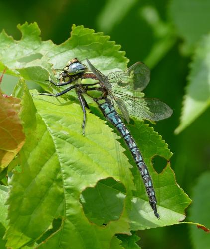 Réf. 322 750 : Brachytron pratense