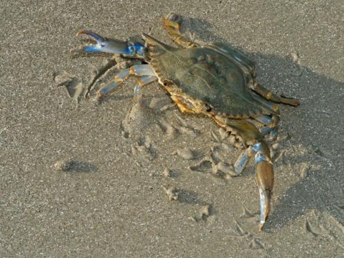 Réf. 322 366 : Callinectes sapidus