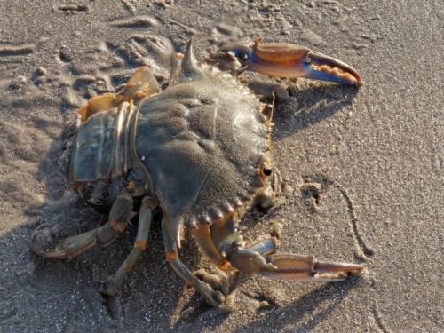 Réf. 322 367 : Callinectes sapidus