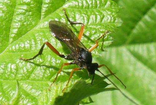 Hoplismenus terrificus