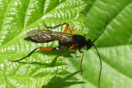 Hoplismenus terrificus