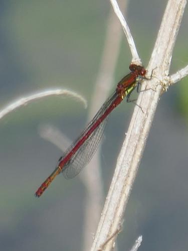 Pyrrhosoma nymphula