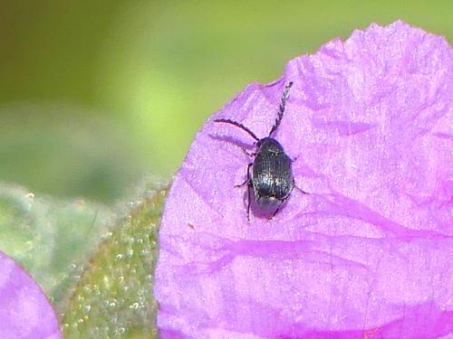 Bruchinae