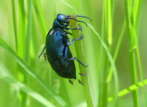 Meloe sp.