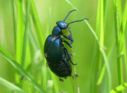 Meloe sp.
