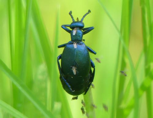 Meloe sp.