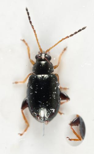 Aphthona sp.
