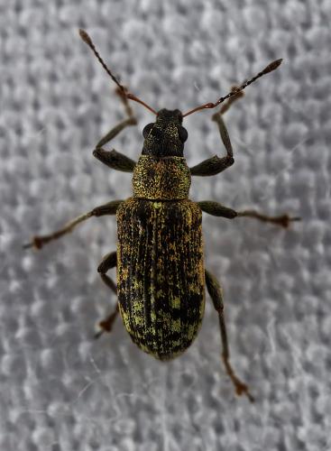 Réf. 322 932 : Polydrusus cervinus