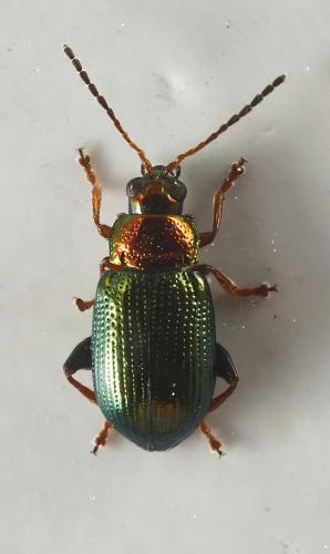 Réf. 322 669 : Crepidodera aurata