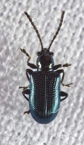 Réf. 322 682 : Oulema gallaeciana