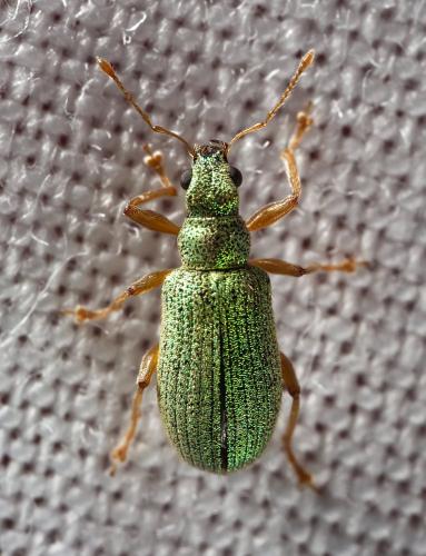 Réf. 322 831 : Polydrusus pterygomalis