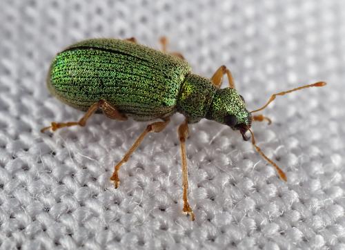 Réf. 322 832 : Polydrusus pterygomalis