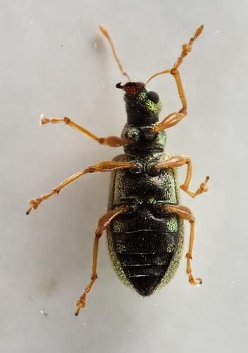 Réf. 322 833 : Polydrusus pterygomalis