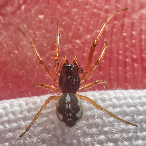 Pachygnatha degeeri