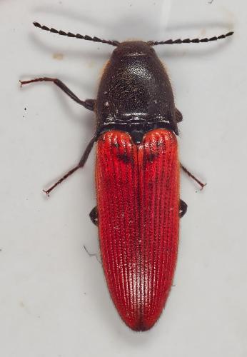 Réf. 322 349 : Ampedus sp.