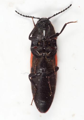Ampedus sp.