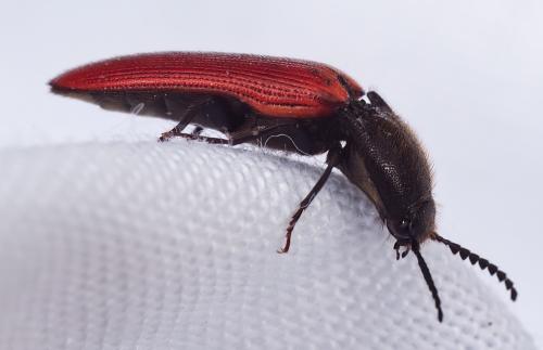 Ampedus sp.