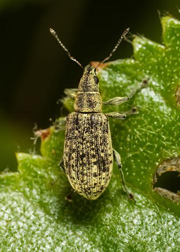 Réf. 322 930 : Polydrusus cervinus
