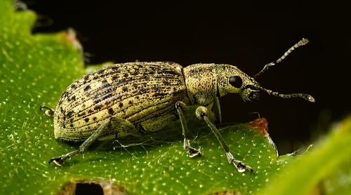 Réf. 322 931 : Polydrusus cervinus