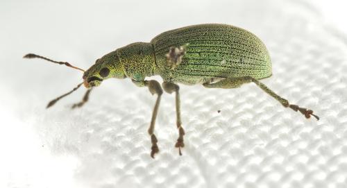 Polydrusus planifrons