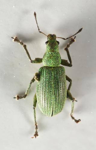 Polydrusus planifrons