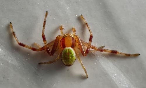 Ebrechtella tricuspidata