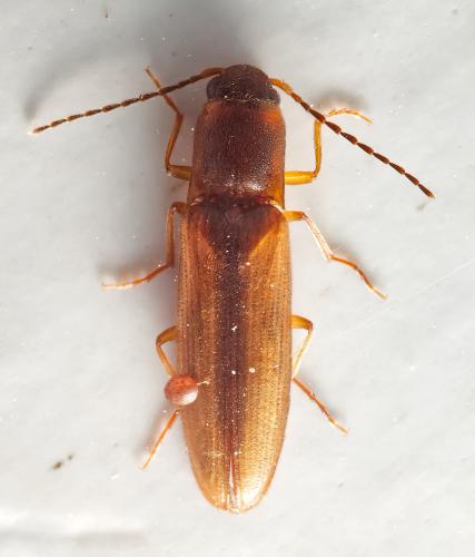 Dalopius marginatus