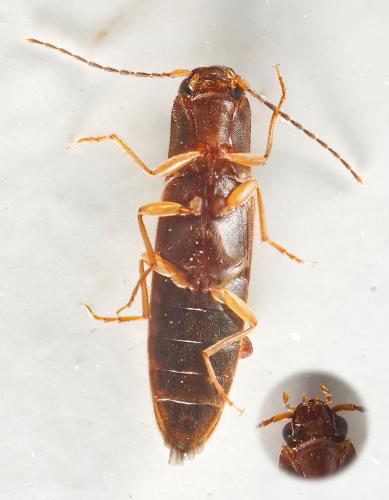 Dalopius marginatus