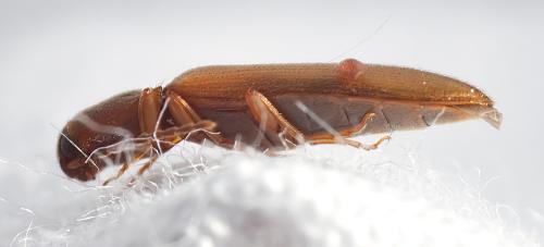 Dalopius marginatus