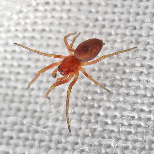 Nigma flavescens