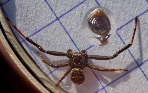 Xysticus kempeleni