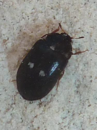 Attagenus pellio