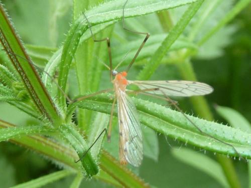 Réf. 322 226 : Limonia phragmitidis
