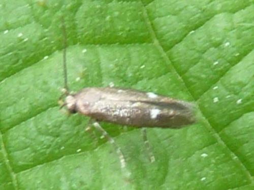 Mompha langiella
