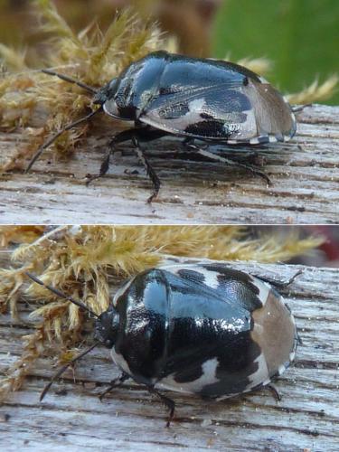 Réf. 322 278 : Tritomegas bicolor