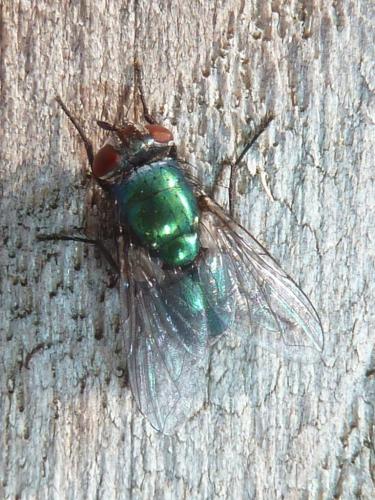 Réf. 322 685 : Lucilia sericata