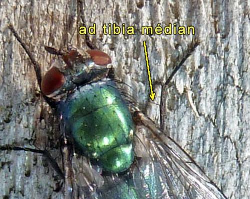 Lucilia sericata