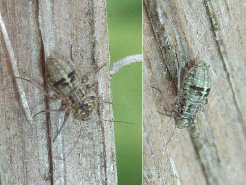 Mesopsocus sp.
