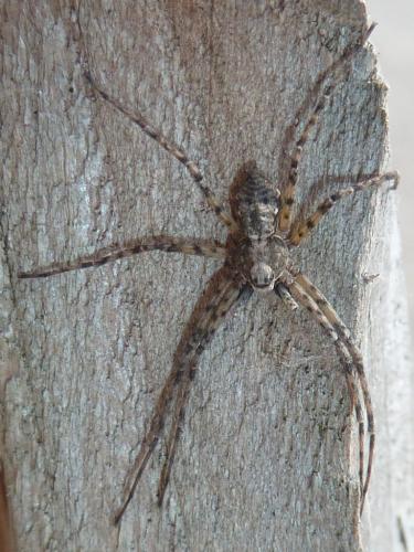 Réf. 322 699 : Philodromus buxi